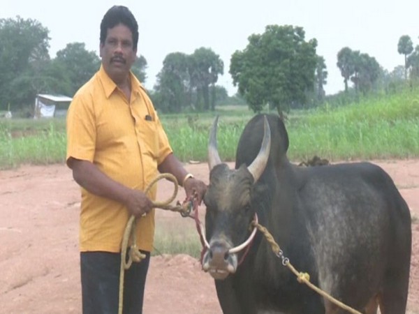 AzhagaraSamy with his bull in Madurai on Tuesday. Photo/ANI