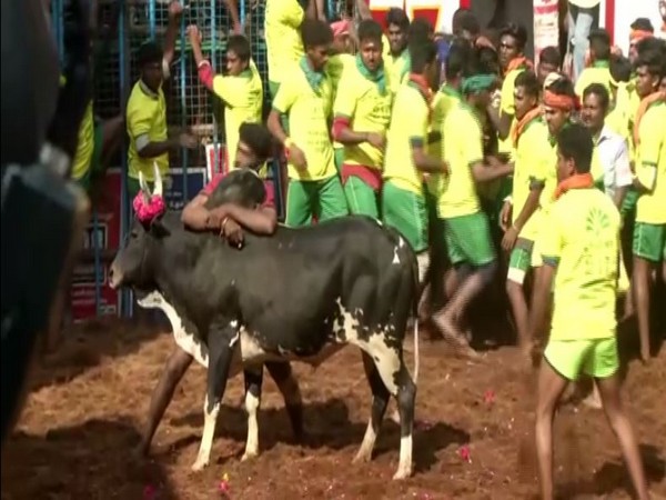 Jallikattu competition in Avaniyapuram in Madurai on Wednesday. Photo/ANI