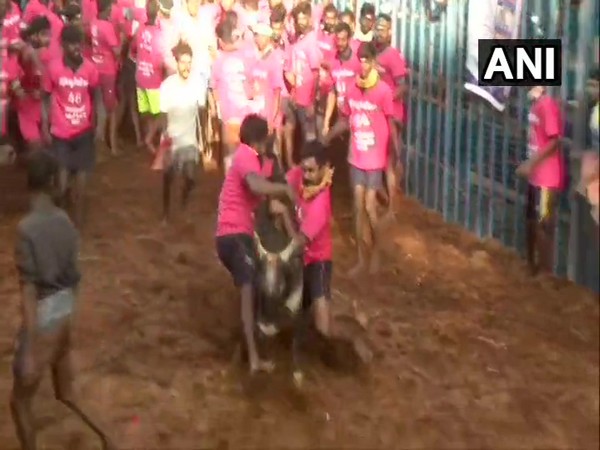 Visual from the Jallikattu competition in Avaniyapuram in Madurai on Wednesday. Photo/ANI
