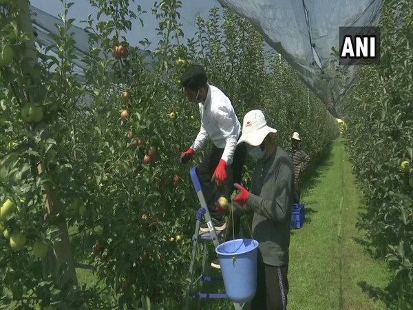SKUAST introduce hail net system to protect high density apples in Jammu and Kashmir. (Photo/ANI)