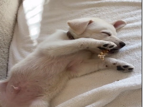 Actor Jennifer Aniston's puppy Lord Chesterfield. (Image Source: Instagram)