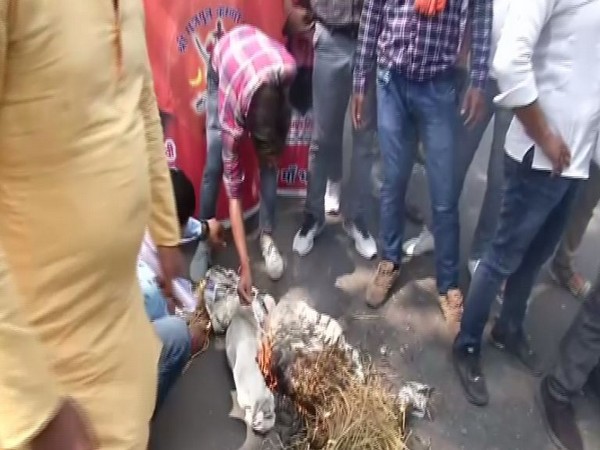 Karni Sena on Wednesday launched a protest against Shiv Sena's chief spokesperson Sanjay Raut. [Photo/ANI]
