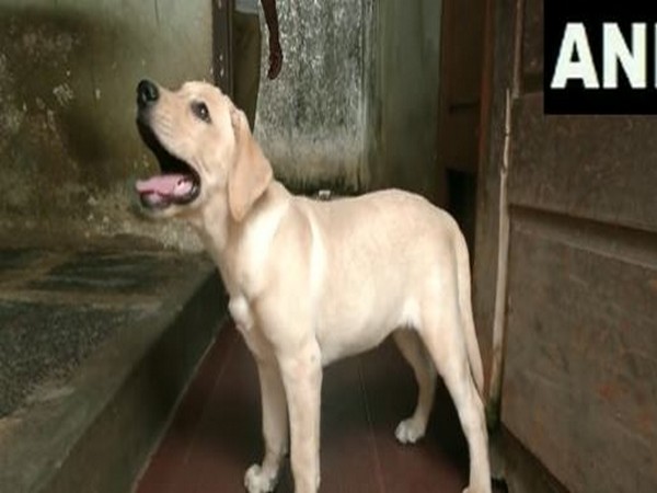 3-month-old Female Labrador Retriever 'CHARLIE' (Photo/ANI)