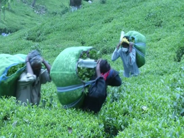 Visuals from the tea estate of Dharmsala Tea Company in Kangra, Himachal Pradesh. (Photo/ANI)