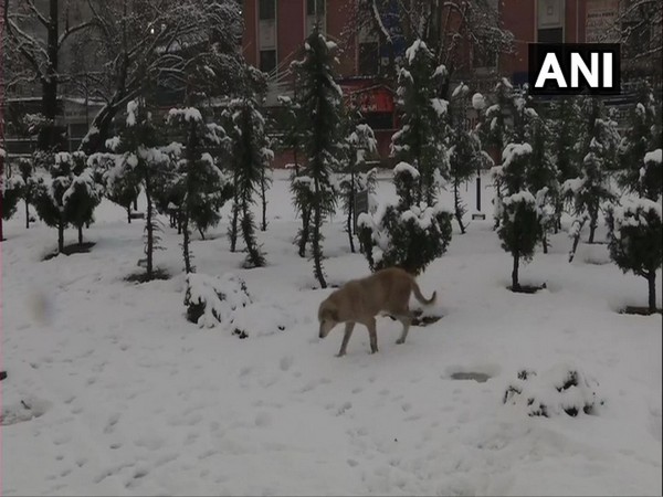 After season's first snowfall in Srinagar on Saturday. (Photo/ANI)