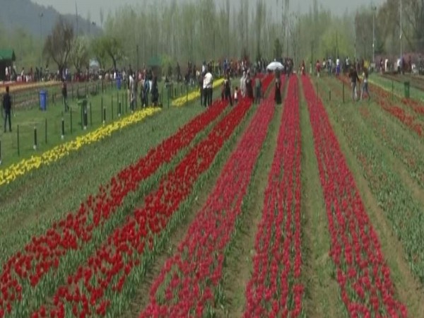 Asia's largest Tulip garden 'Siraj Bagh' inaugurated in Kashmir (Photo/ANI)