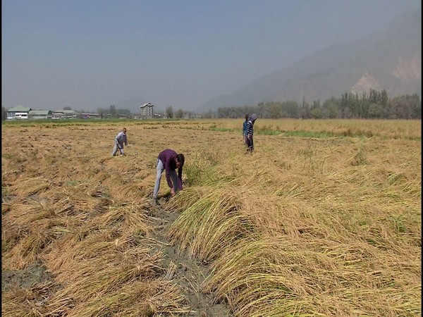Farmers harvest paddy crops in Jammu and Kashmir. (Photo/ANI)