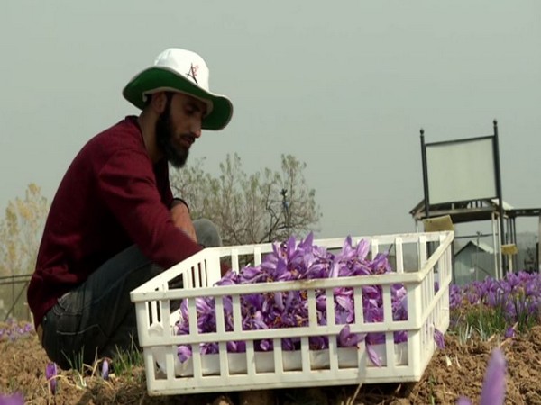 The world-famous Kashmiri saffron is amongst the most expensive spices grown in the valley. (Photo/ANI)