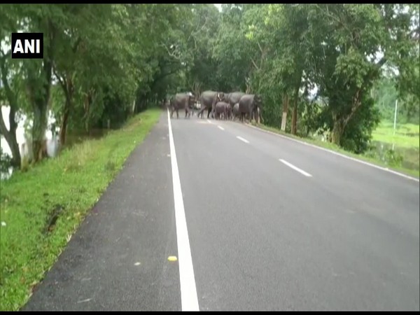 Elephants cross the road in Kaziranga National Park