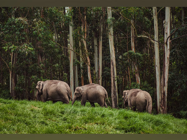 All the national parks are diligently maintained and ensure if tourism doesn't impact the animal's habitat