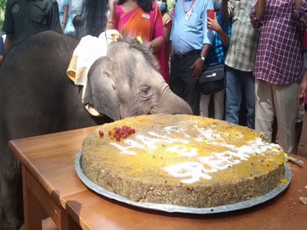 Sreekutty, one-year-old elephant calf celebrates her first birthday in Kerala