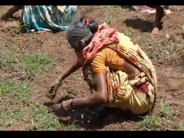 A tribal woman while taking part in Subhiksha Keralam project in Kerala on Monday. [Photo/ANI]