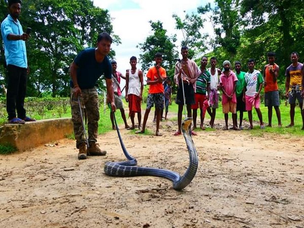 Snake rescuer Binod ‘Dulu’ Borah catching the King Cobra on Friday. Photo/ANI