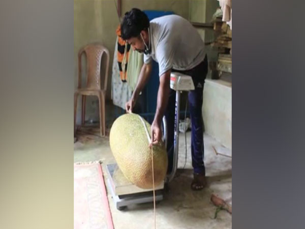 Johnkutty measuring, weighing jackfruit. (Photo/ANI)
