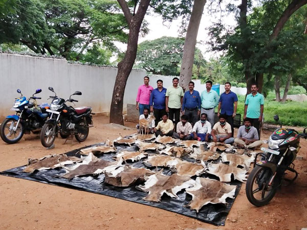 Mangaluru Forest Trafficking Squad officials seized 20 skins and 2 heads of blackbucks in Koppala district of Karnataka.