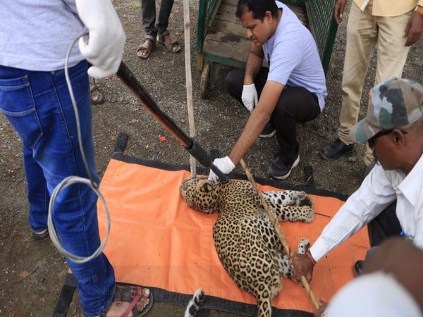 The injured leopard receiving treatment on Saturday (Photo/ANI)