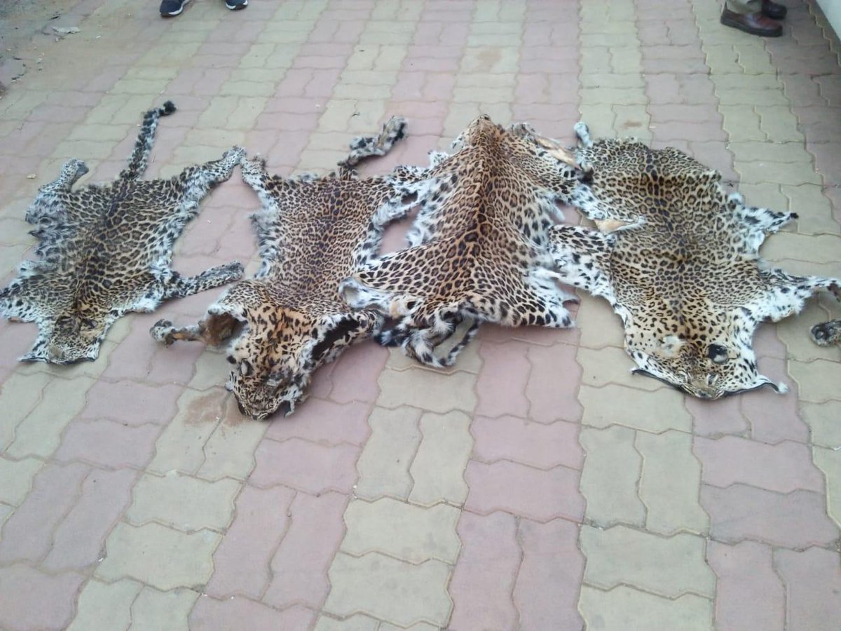 Seized skins of 4 leopards in Kuchinda region of Sambalpur district on Friday. (Photo/ANI)