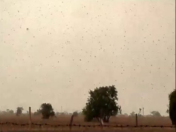 Locust continue to damage crops in Rajasthan Photo/ANI