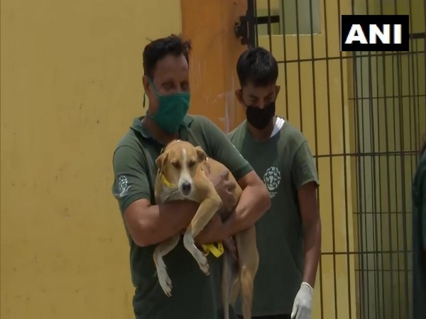 Lucknow civic body, along with the Humane Society International (HSI) India, sterilises, tags stray dogs. (Photo/ANI) 