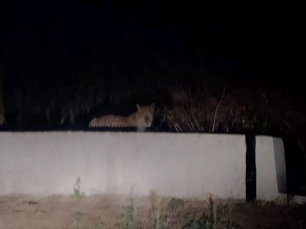 Leopard spotted in Tirupati (image/ANI)