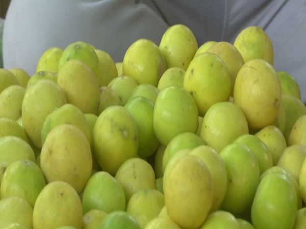 Lemon prices soar in Gujarat's Rajkot (Photo/ANI)