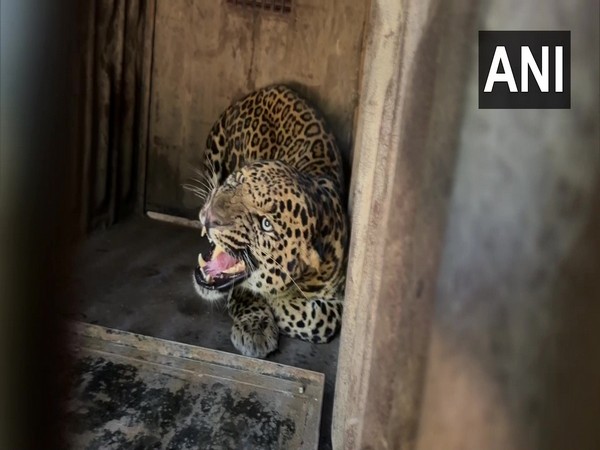 A leopard entered a residential area of Nashik today