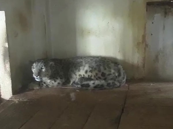 Visual of the snow leopard in the zoo (Photo/ANI)