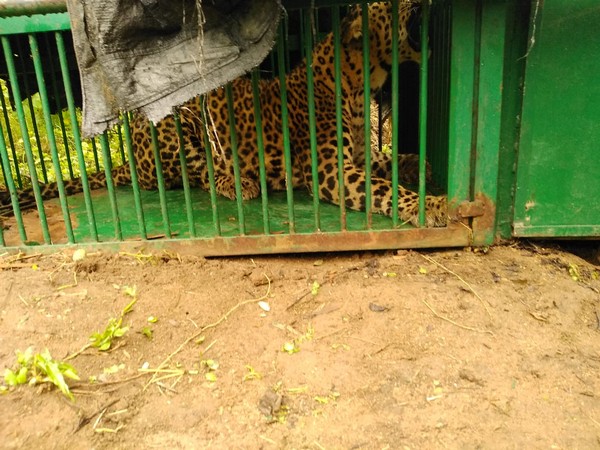 The leopard caught by forest officials in Ranga Reddy district, Telangana. [Photo/ANI]