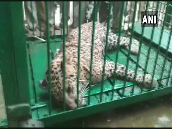 A leopard  captured by forest department in Bahraich on Friday. Photo/ANI
