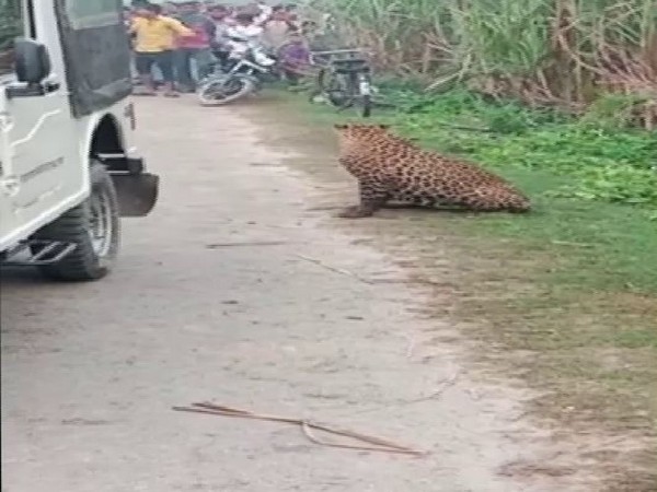 A leopard surrounded by villagers in Motipur, Bahraich on Friday