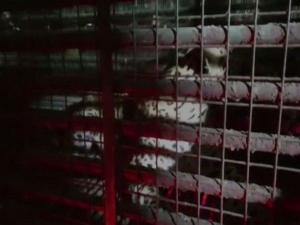 Leopard which entered in Navsari, Gujarat.