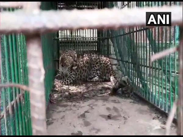 Leopard rescued in a tea garden in Dibrugarh. (Photo/ANI)