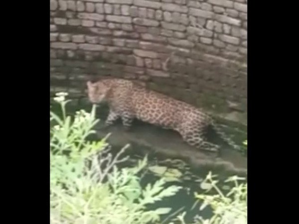 Leopard in the well before being rescued