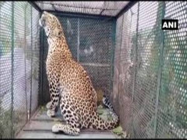 A leopard captured in Indore by forest official on Sunday. Photo/ANI