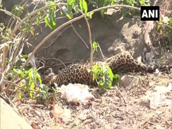 The injured leopard which was rescued by forest department officials in Udhampur on Saturday. photo/ANI