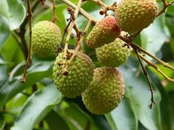 Bihar: Litchi farmers in Muzaffarpur demands government support.