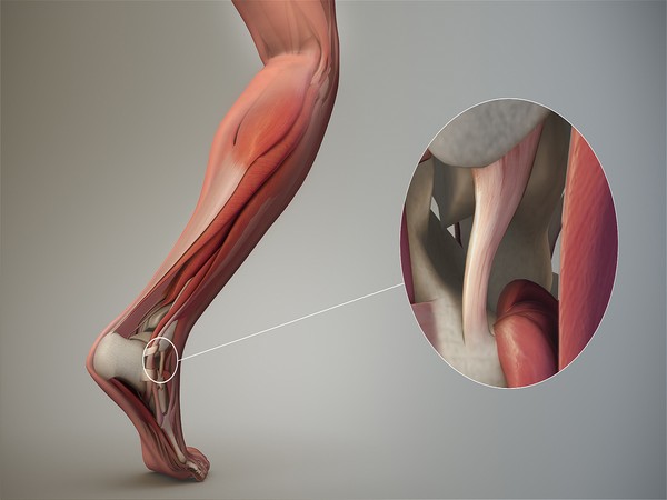 Tendons are the connective tissue that tethers our muscles to our bones.