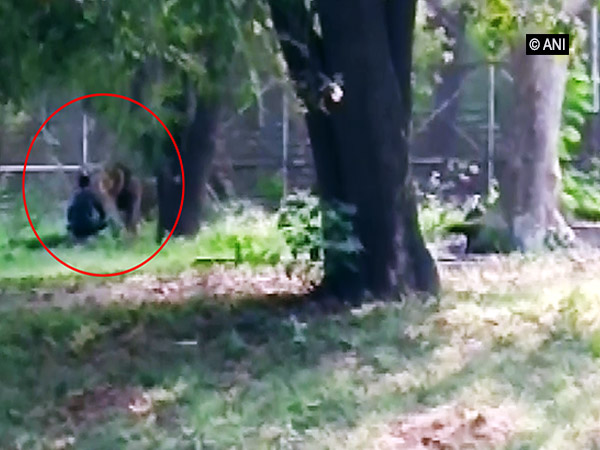A 28-year-old man climbed into a lion enclosure in the Delhi Zoo  [Photo/ANI]