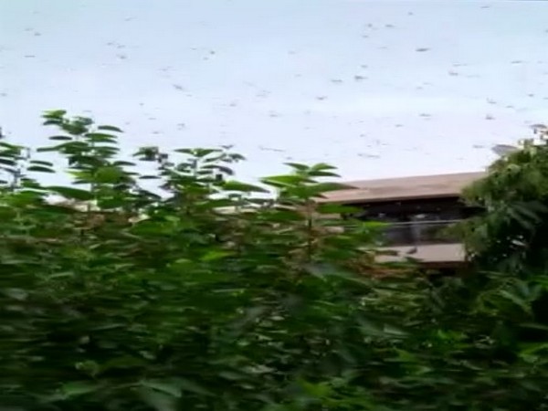 Locust swarms create menace in various parts of Gurugram on Saturday. Photo/ANI