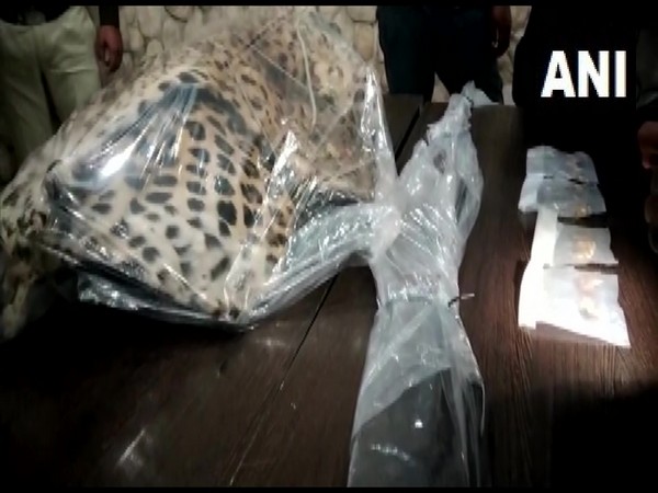 Leopard skin recovered from smugglers from Indore. (Photo/ ANI)