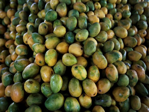 The king of fruits Mangoes