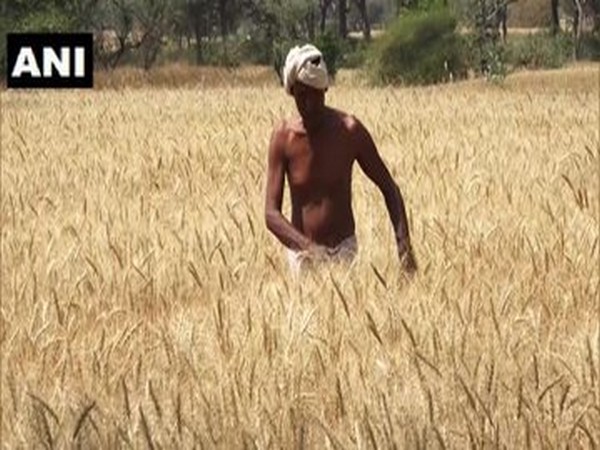 A farmer in his field in Chhatarpur, Madhya Pradesh, on Thursday. Photo/ANI