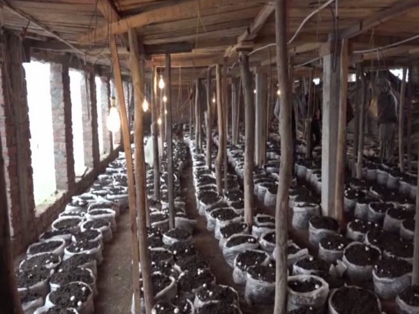 Till now around 750 quantiles to 800 quantiles of mushrooms have been produced in Kathua. Photo/ANI