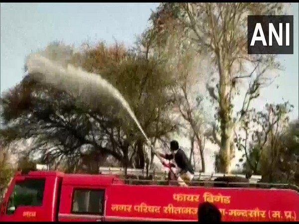 Locust swarms arrive in Malhargarh area of Madhya Pradesh's Mandsaur district