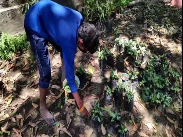 A boy picks up raw mangoes after they fell due to lack of pesticides and strong wind in Moradabad on Thursday. Photo/ANI 
