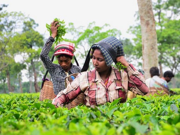 McLeod Russel is part of the Williamson Magor Group