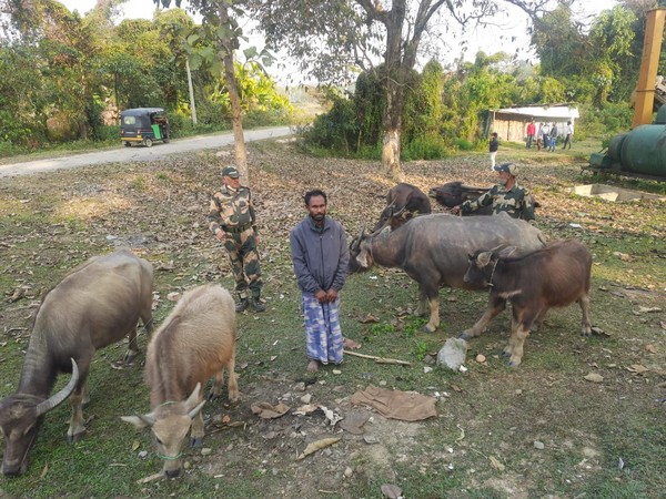 Cattle smuggler (Photo/ANI)