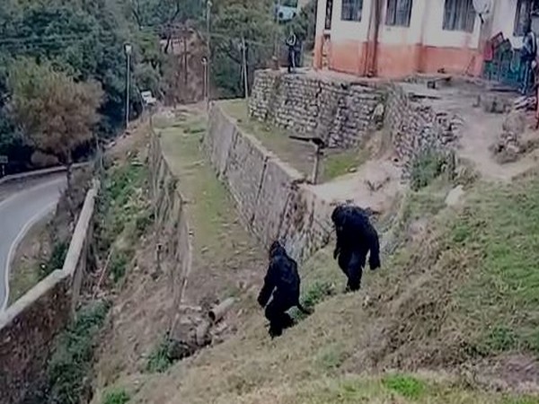 Two ITBP personnel wearing bear costume to scare away the herd of monkeys in Uttarakhand. Photo/ANI