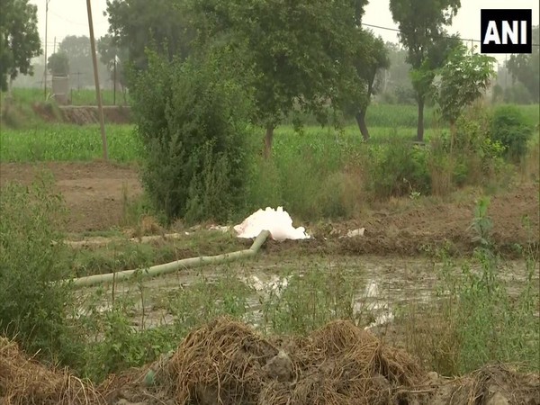 Delhi: Farmers in Mungeshpur grow crops using water from a drain in which nearby factories dump their chemical waste.