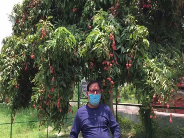 Director of the Litchi Research Center, Dr Vishal Nath in Muzaffarpur on Monday. Photo/ANI